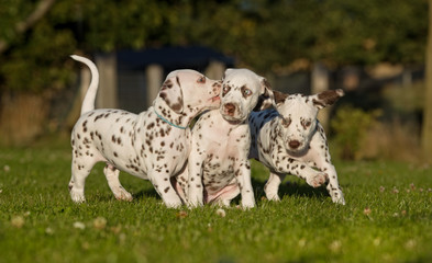 Three dalmatian dog puppies - obrazy, fototapety, plakaty