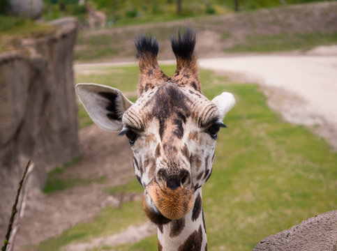 Close-up of giraffe's head