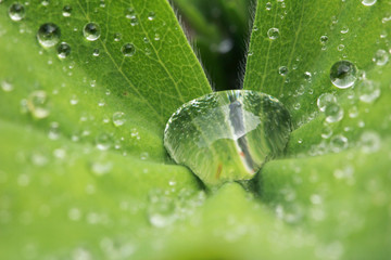 Water drops on garden plants