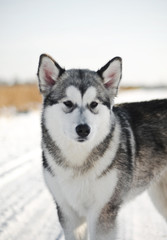 Alaskan Malamute