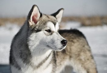 Alaskan Malamute