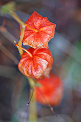  physalis on a blurred plant background. Cape gooseberry (physalis)