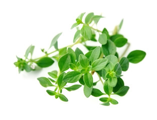 Thyme fresh herb .