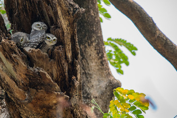 Spotted owlet - Owl (Athene brama) looking at us in nature at Wachirabenchathat Park, Thailand