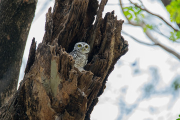 Fototapeta premium Spotted owlet - Owl (Athene brama) looking at us in nature at Wachirabenchathat Park, Thailand