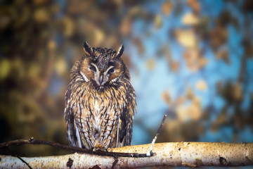 Long-eared owl (Asio otus)
