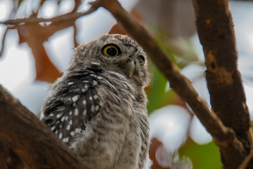 Spotted owlet - Owl (Athene brama) looking at us in nature at Wachirabenchathat Park, Thailand