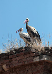 Two white storks (Ciconia ciconia) standing on a roof of old abandoned house.