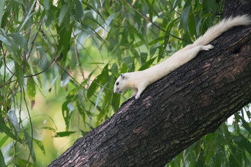 White squirrels on the tree founded in squirrels zone, Wachirabenchathat Park (BKK,Thailand) where people can play with them.