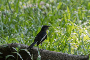 The Oriental magpie-robin (Copsychus saularis) is a small passerine bird that was formerly classed as a member of the thrush family Turdidae, but now considered an Old World flycatcher.