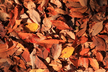 紅葉
