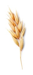 Oat plant isolated.