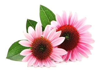 Echinacea flowers. Medicinal plant. - obrazy, fototapety, plakaty
