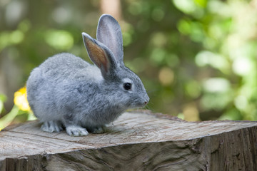 Rabbit on a stump