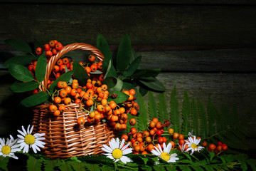 Rowan in a basket on the background of an old wooden wall. Autumn still life.