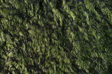 Closeup of a natural green pattern and texture of sea grass on a stone