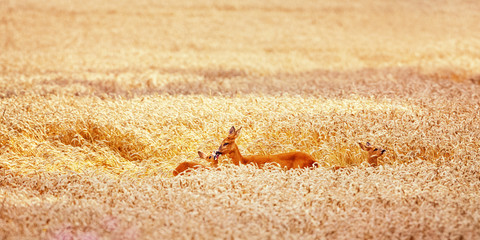 Deer in the Wheat