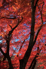 紅葉