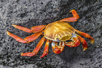 Colored Crab at Galapagos Island