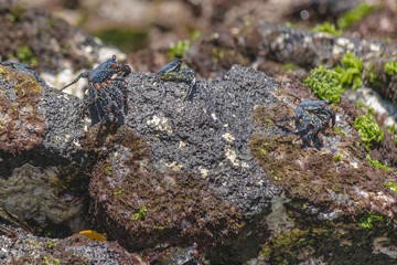 Group of Crabs at Galapagos Island