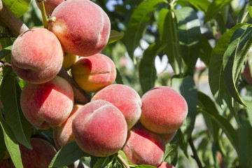 Fresh peach tree