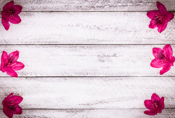 Rhododendron flowers on wooden background. top view with copy space.