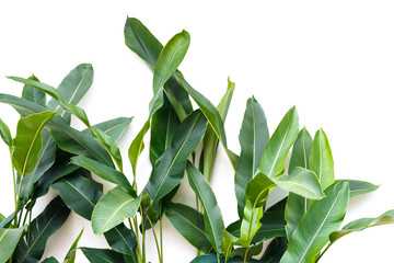 tropical leaf, green nature isolated on white background