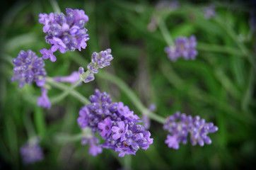 Obraz premium Lavander flowers 