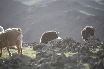 Mongolie