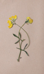 Yellow flowers on textured paper