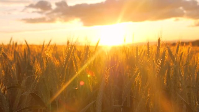 Field of barley during sunset