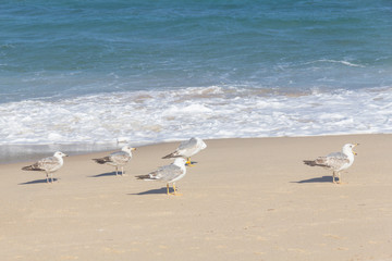 Seagulls Pessegueiro island in Porto Covo