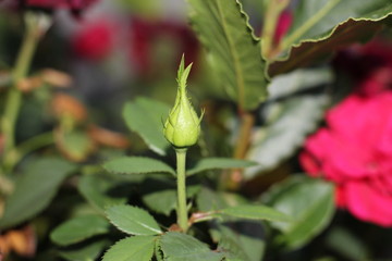 Rose bud almost opening 