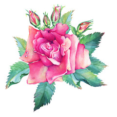 A beautiful pink rose flower with buds and green leaves. Hand drawn watercolor painting on white background.