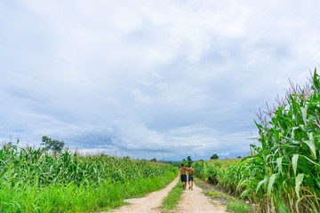 Fototapeta na wymiar Two people running on the way in a cornfield,.Friends