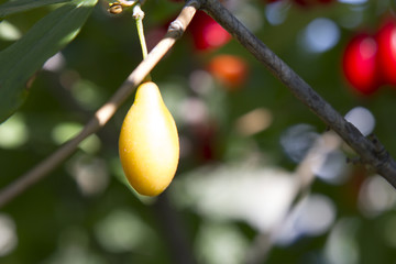 Yellow Fruits of a ripe dogwood on a tree