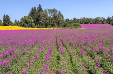 Fototapeta na wymiar Fields of flowers and trees Oregon state.