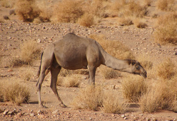 Dromedary in the desert in northern africa