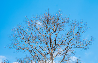 branch of tree on blue sky background