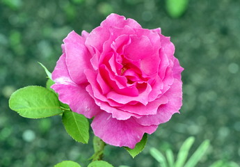 pąsowa róża