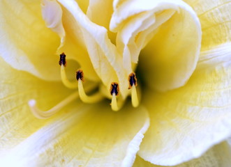 wnętrze kremowego kwiatu © Henryk Niestrój
