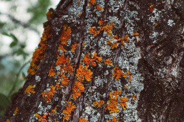 photo depicting a macro view of the moss on an old tree trunk. Natural mossy backdrop. Blurred wood on a background. Creepy forest concept.