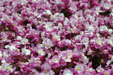 fioletowa rabata © Henryk Niestrój