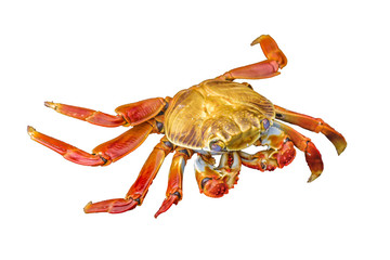 Colored Crab Isolated
