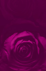 Purple rose background - for love messages, Valentine`s day, romance, anniversary