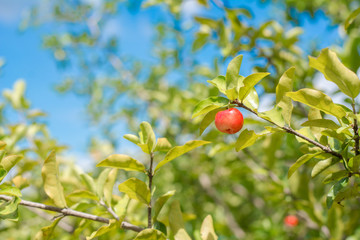 Fruit tree with ripe cherries.