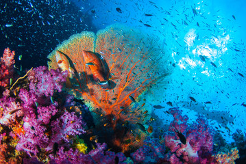 Beautiful coral garden reef with school fishes all colorful in Similan island, Thailand, Scuba...
