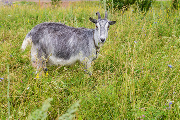 Gray goat in the green grass