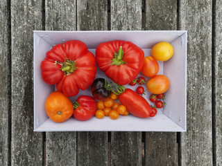 Auswahl besonderer schmackhafter Tomaten-Sorten in einer lila Holzschachtel auf Gartentisch