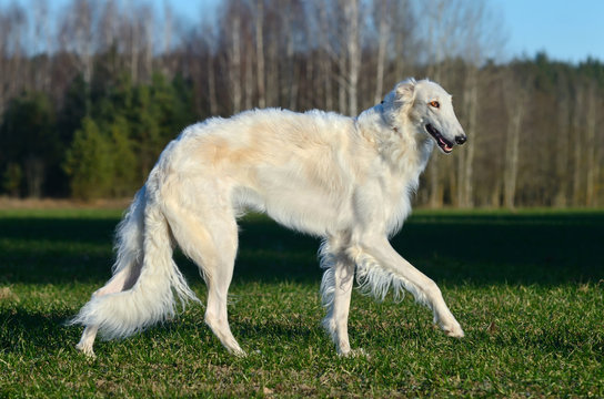 Wolfhound dog